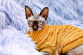 Canadian Sphynx in a Knitted Sweater