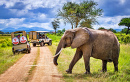 Safari Jeep in the National Park in Tanzania