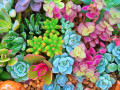 Miniature Succulent Plants