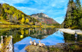 Geese on a Mountain Lake in the Forest