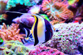 Moorish Idol in an Aquarium