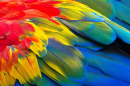 Close-Up of Scarlet Macaw Feathers