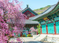 Gyeongbokgung Palace with Cherry Blossom