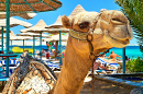 Camel on the Beach, Hurghada, Egypt