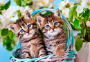 Two Tabby Kittens in a Basket