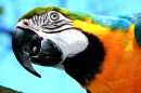 Blue-and-Yellow Macaw