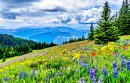 Alpine Meadows in the Shuswap Highland, Canada