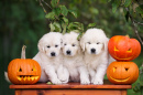 Golden Retriever Puppies with Pumpkins