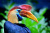 Knobbed Hornbill