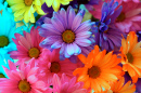 Colorful Floral Background