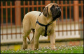 Pluto, My English Mastiff