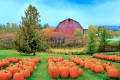 Autumn Pumpkin Patch and Red Barn, Vermont, USA