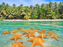 Starfish underwater on Sandy Bottom, Caribbean Sea