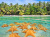 Starfish underwater on Sandy Bottom, Caribbean Sea