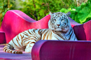 Tigress on a Pink Couch