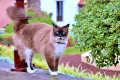 Blue Eyed Cat in Tenerife