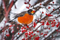 A Robin on a Snow-Covered Crabapples Tree Branch