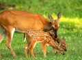 White-Tailed Deer Doe and its Two Fawns in Meadow