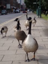 When Geese Go Shopping