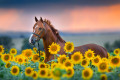 Red Stallion in a Field of Sunflowers