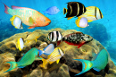 Colorful Tropical Fish in the Caribbean Sea