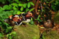 Mandarin Ducks