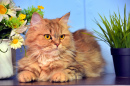 Cute Persian Cat