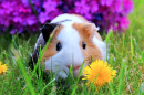 Guinea Pig with Dandelion