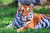 Pretty Jasmina in the Grass