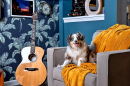 Adorable Mini Aussie Dog in the Living Room
