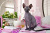 Don Sphynx Kitten