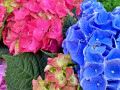 Composition of Multicolored Hydrangeas
