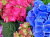 Composition of Multicolored Hydrangeas