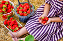 Picking Strawberries on an Organic Berry Farm