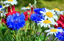 Summer Flowers Closeup