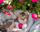 Tabby Kitten in a Summer Garden