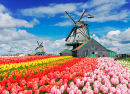 Dutch Windmills with Rows of Tulips, Holland