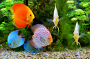 Multicolored Discus in an Aquarium