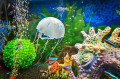 White Jellyfish in an Aquarium