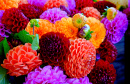 Colorful Pompom Dahlia Flowers at the Market