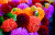 Colorful Pompom Dahlia Flowers at the Market