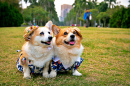 Two Funny Corgi Dogs Wearing Hats