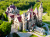 Castle in the Green Forest