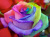 Beautiful Rainbow Rose