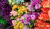 Colorful Artificial Flowers