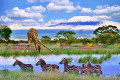 Amboseli National Park, Kenya