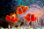 Maroon Clownfish on a Coral Reef
