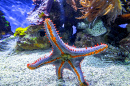 Blue Spiny Starfish on Aquarium Glass