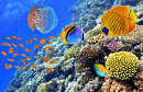 Underwater World with Corals and Tropical Fish