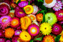 Strawflowers